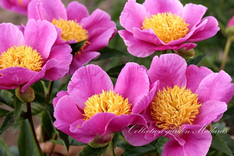 Paeonia `Pehrson’s Violet Frisbee` SOLD OUT