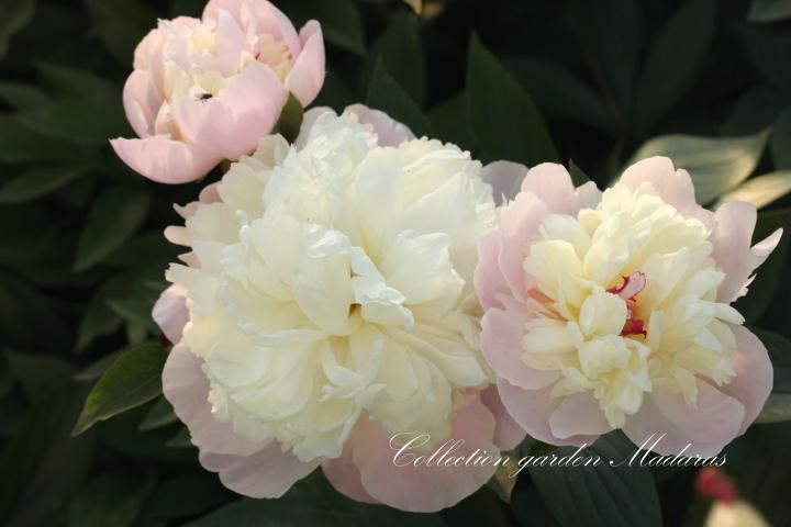 Paeonia `Sators`
