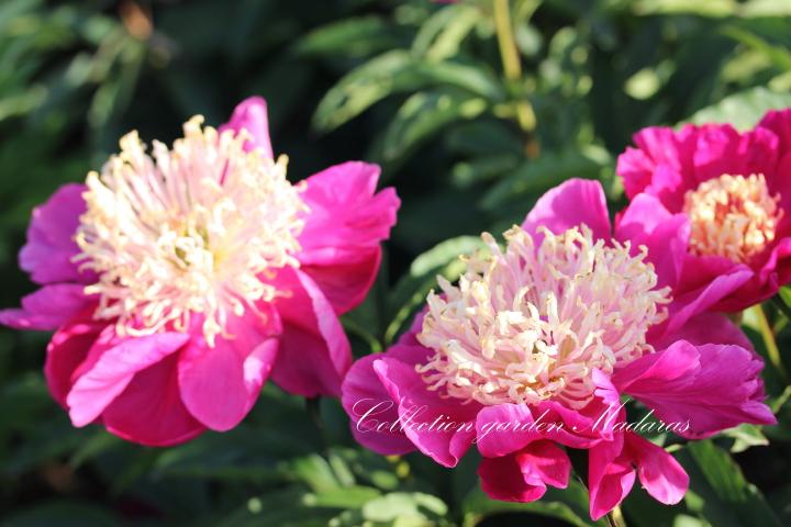 Paeonia `Spiffy` PAVASARIS