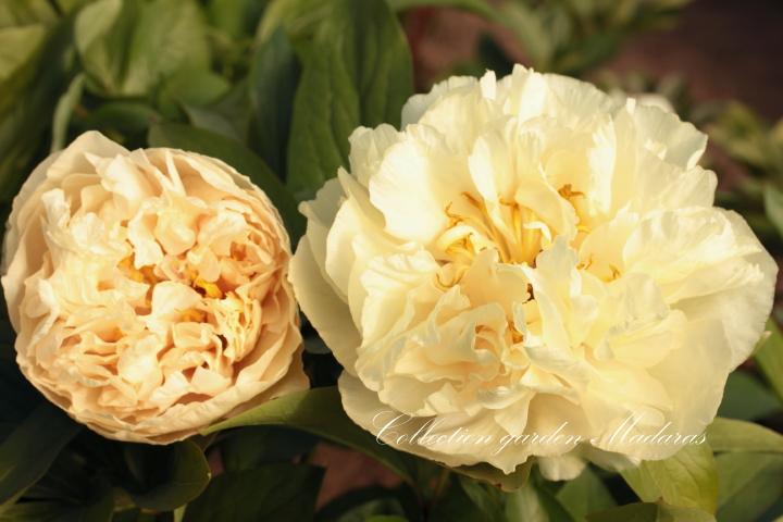 Paeonia `Sunny Girl` SOLD OUT