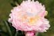 Paeonia `Adonis` SOLD OUT-adonis-2-thumb