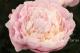 Paeonia `Adonis` SOLD OUT-adonis-4-thumb