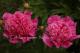 Paeonia  `Bouquet Perfect`-bouquet-perfect-2-thumb