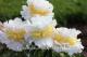 Paeonia `Cheddar Surprise` SOLD OUT-cheddar-surprise-12_2032447295-thumb