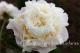 Paeonia `Cheddar Surprise` SOLD OUT-cheddar-surprise-3-1_5297261251-thumb