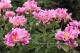 Paeonia `Cherry Twist`-cherry-twist-4-thumb