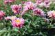 Paeonia `Circus Circus`  -circus-circus-2-thumb