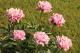 Paeonia `Circus Circus`  -circus-circus-thumb