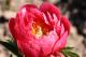 Paeonia `Coral Magic` SPRING-coral-magic-3_9807594800-thumb