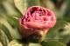 Paeonia` Drolla`-drolla-5_9084552319-thumb