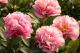 Paeonia` Drolla`-drolla-6_8420700506-thumb