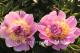 Paeonia  `Fafner`-fafner-1_6271113643-thumb
