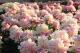 Paeonia  `Fafner`-fafner-21-thumb