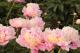Paeonia  `Fafner` SPRING/AUTUMN-fafner-29-thumb