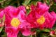 Paeonia `Fairfield` -fairfield-7-thumb