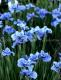 `Four Winds`-fourwinds-1-thumb
