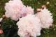 Paeonia `My Friend`-friend-5-thumb