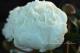 Paeonia `Gardenia` -gardenia-28-thumb