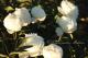 Paeonia `Gardenia` -gardenia-30_7103526107-thumb