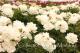 Paeonia `Gardenia` -gardenia_1094961223-thumb
