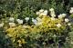 Paeonia `Golden Angel`  -golden-angel-10-thumb