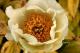 Paeonia `Golden Angel`  -golden-angel-12-thumb