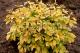 Paeonia `Golden Angel`  -golden-angel-17-thumb