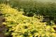 Paeonia `Golden Angel`  -golden-angel-2-thumb