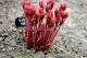 Paeonia `Golden Angel`  -goldenangel-thumb