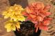 Paeonia `Golden Angel`  -goldenangel_5162111026-thumb