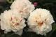 Paeonia `Grane`-grane-11_6438934535-thumb