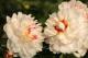 Paeonia `Grane`-grane-5-thumb