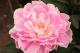 Paeonia `Grimgerde` SOLD OUT-grimgerde-1_1-thumb