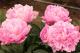 Paeonia `Grimgerde` SOLD OUT-grimgerde-2_1-thumb