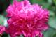 Paeonia `Gromas` SOLD OUT-gromas-2-thumb