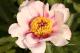Paeonia `Halcyon` SOLD OUT-halcyon-2-thumb