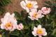 Paeonia `Halcyon` SOLD OUT-halcyon-3-thumb
