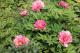 Paeonia   Hillary -hillary-1-thumb