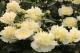 Paeonia `Honey Gold SPRING-honeygold-26_3229051099-thumb