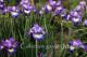 `How Audacious`-howaudacious-111_2084625535-thumb