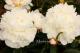 Paeonia `Gardenia` -img_0024-thumb