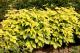 Paeonia `Golden Angel`  -img_0028-thumb