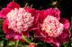 Paeonia `White Cap` -img_0065-thumb