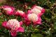 Paeonia `White Cap` -img_0067-thumb
