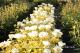Paeonia `Golden Angel`  -img_98201-thumb