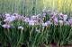 Iris sibirica `Imperial Opal`