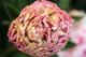 Paeonia `Junior Miss` -junior-miss-1-thumb