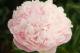 Paeonia `Junior Miss` -junior-miss-11-thumb