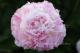 Paeonia `Junior Miss` -junior-miss-6-thumb