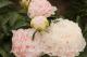 Paeonia `Klehm s Pink Unknown` -klehms-pink-unknow-1-thumb